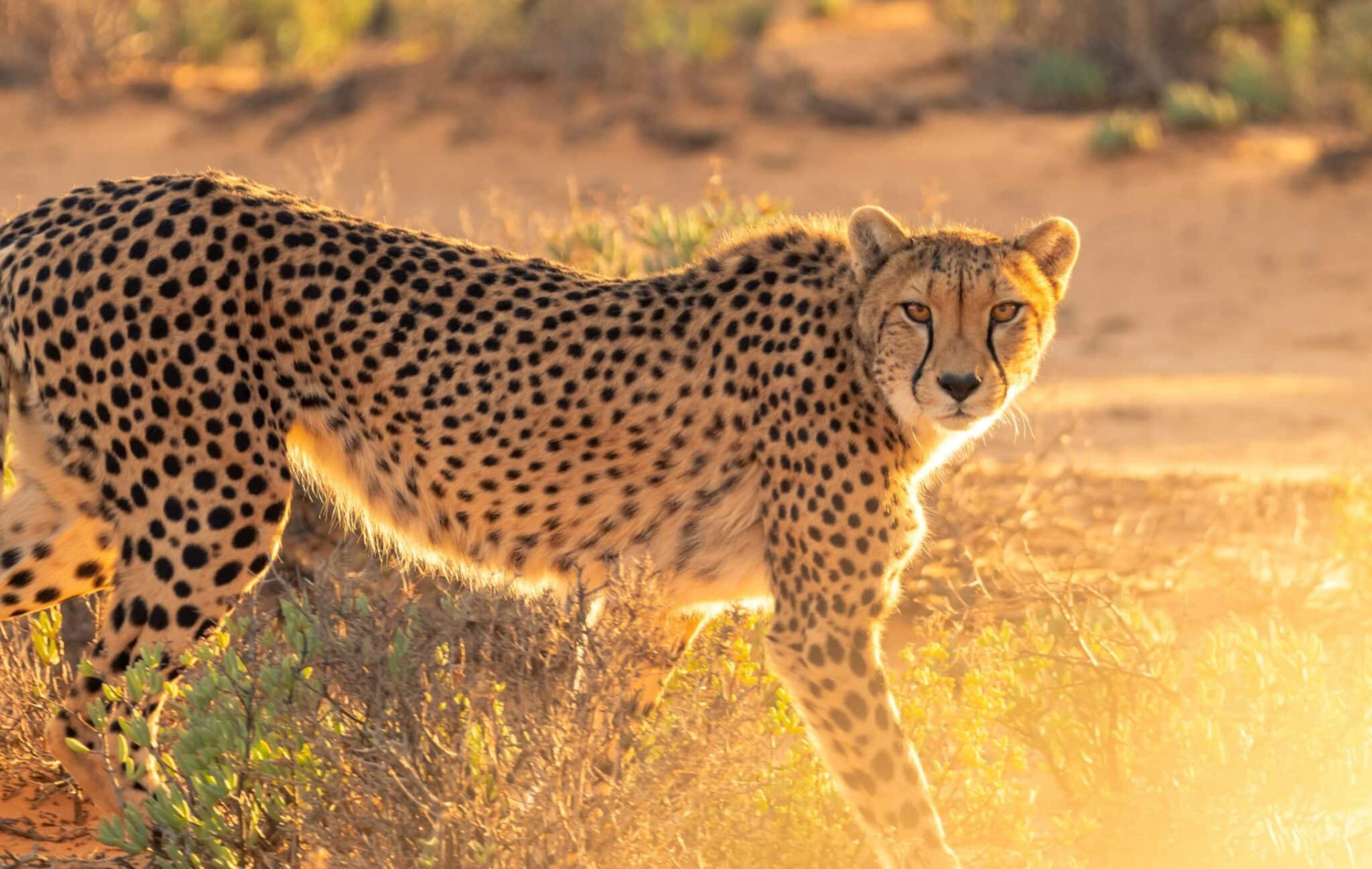 Kenya and Tanzania Safari